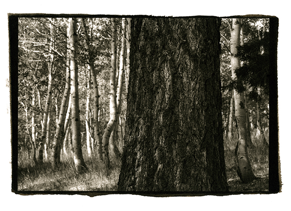 AtlPhotoClassPrint002 - Aspens and Pine, Eastern Sierras ©2014 Dan Nougier